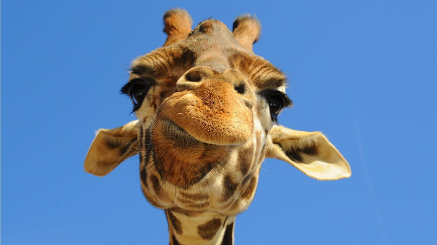 Śmieszne, zwierzęta, żyrafy Tapeta HD