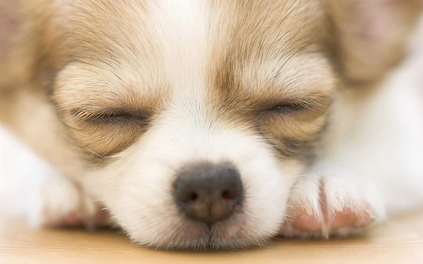 Śpiący pies, słodki, zapłacić, psy, szczenięta, ładny, piękny, piękny, figlarny, figlarny pies, szczeniak, twarz psa, ładny, zwierzęta, twarz, bąbelki, śliczny Tapeta HD