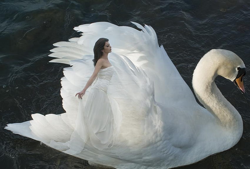 Ride a White Swan, wings, white, woman, elegant, lady, pretty, swan, water, regal HD wallpaper