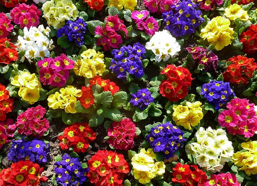 Flowers, Bright, Greens, Colorful, Primrose, Priming, Ground HD wallpaper