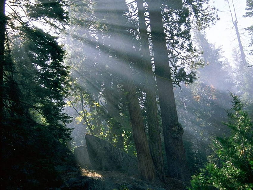 Waldwunder, Bäume, Büsche, Sonnenstrahlen, Grün HD-Hintergrundbild