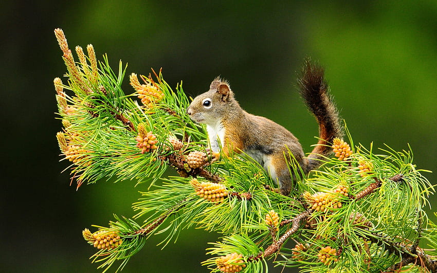 Tiere, Eichhörnchen HD-Hintergrundbild