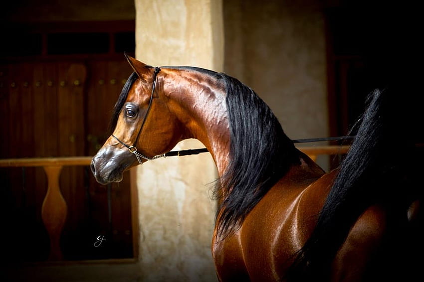 Bay Prince, bay, arabian, horses, oriental HD wallpaper
