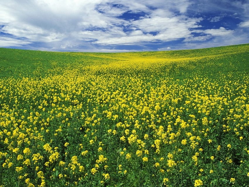 Field of mustard, nature, flowers HD wallpaper
