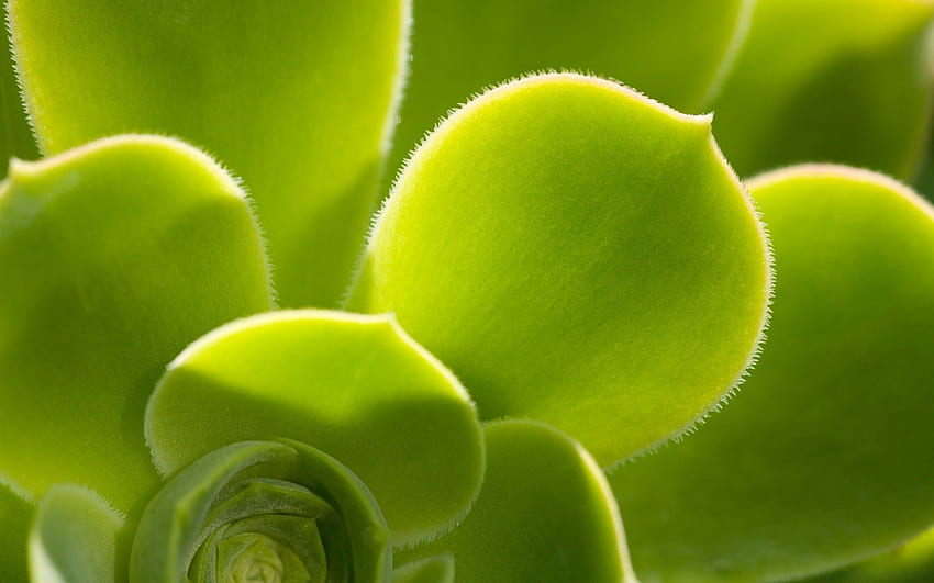 Plant 5, Succulent Garden HD wallpaper