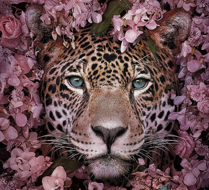 Jaguar, różowy, pisici, kwiat, twarz, kot, diane ozdamar Tapeta HD