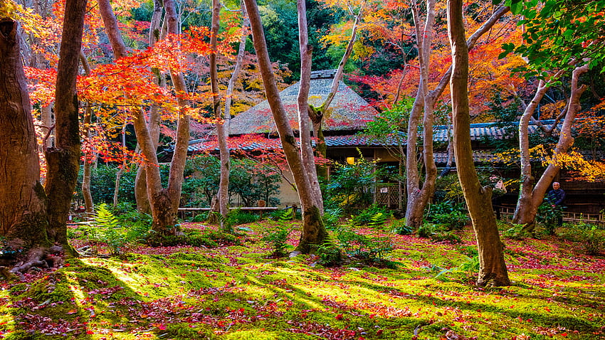 Kyoto Japon Automne Parc naturel des arbres Fond d'écran HD