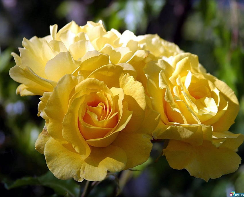 Grace, Roses, Yellow, Sensational, Friendship HD wallpaper