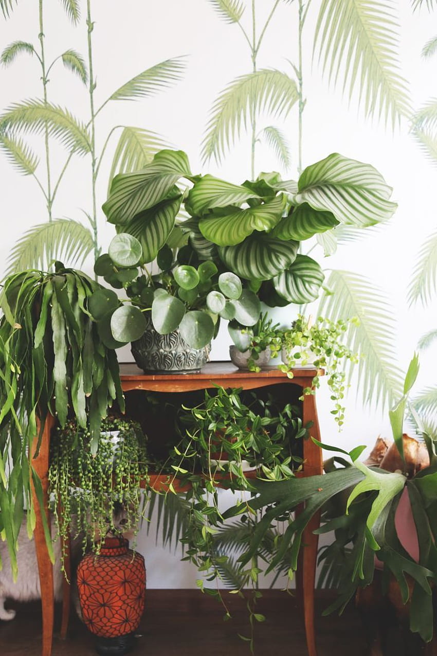 Danae Horst on Planted Interiors. Plant decor, Interior, Hanging Plants HD phone wallpaper