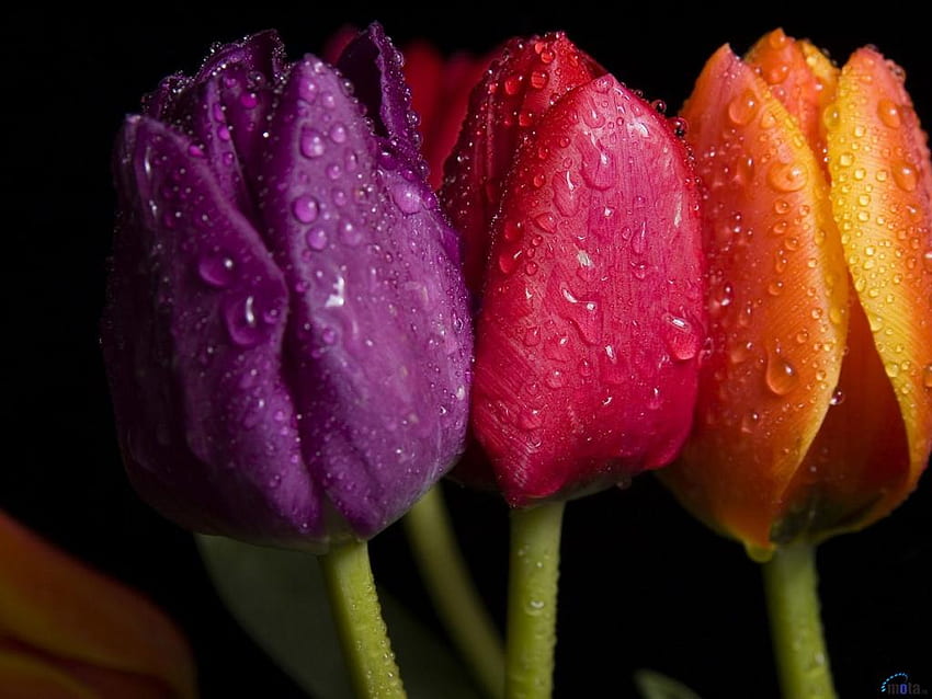 Three tulips * For Dreamer Girl, purple, tulip, drop, flower, red, nature, orange, water HD wallpaper