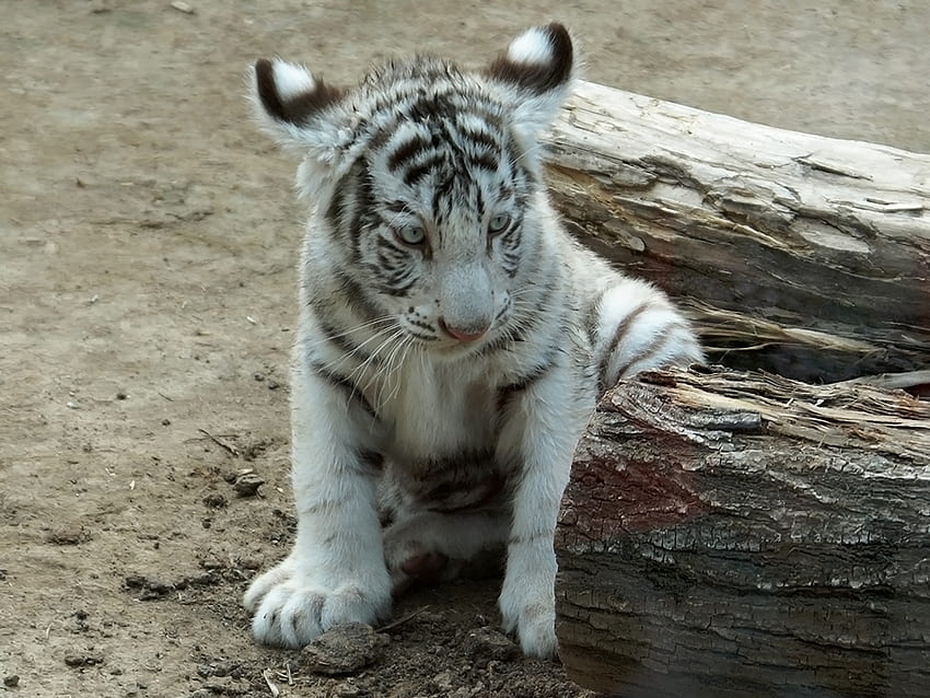 Animals, Sit, Young, Tiger, Joey, Albino, Log, Tiger Cub HD wallpaper
