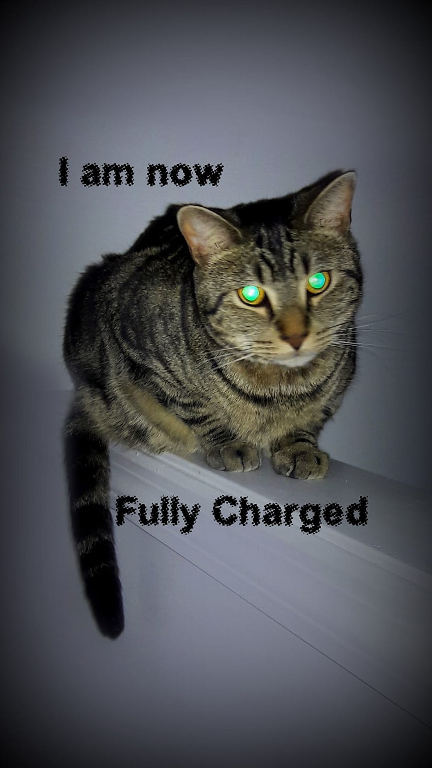 Fully Charged Cat, i love cats, full battery, i am, meme, glowing eyes, power, tabby, funny, kitty, shine HD phone wallpaper