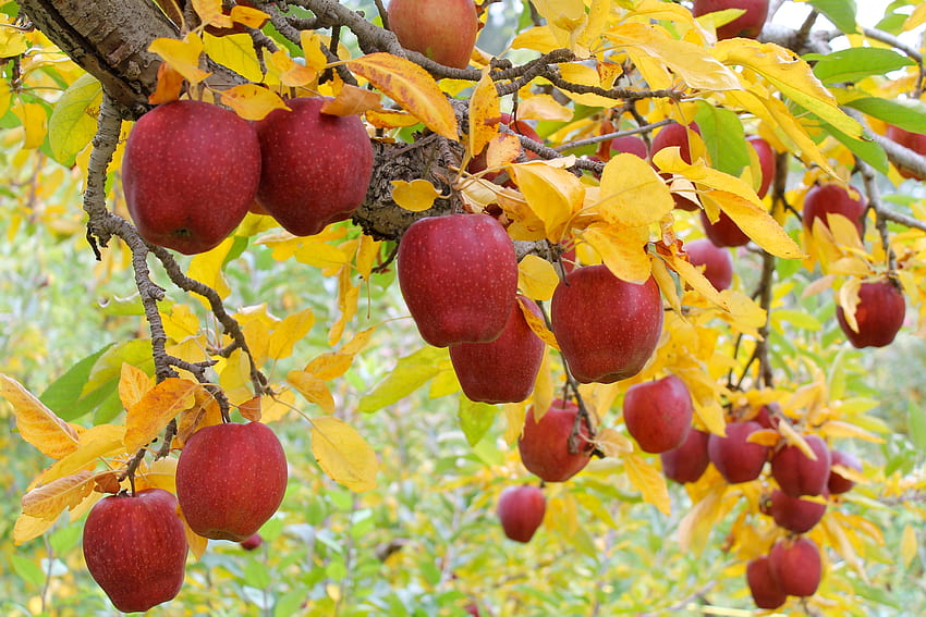 Harvest ready, food, ready, graphy, full, picking, tree, branch, red, yellow, , fruit, harvest, nature, loaded HD wallpaper