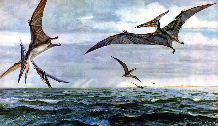 Pterodactyl , Pteranodon HD wallpaper