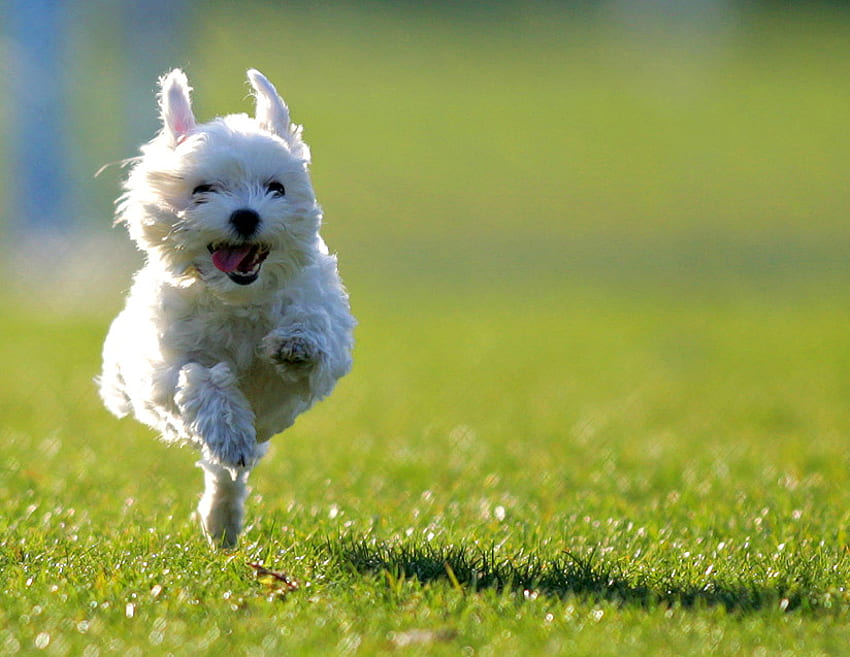 FOR YOU TEU109 RUN REAL FAST, cute, canine, speedy, adorable HD wallpaper
