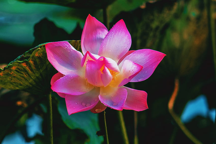 Adorable, flower, pink, lotus HD wallpaper