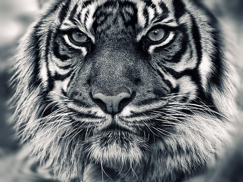 Tigre noir et blanc Fond d'écran HD