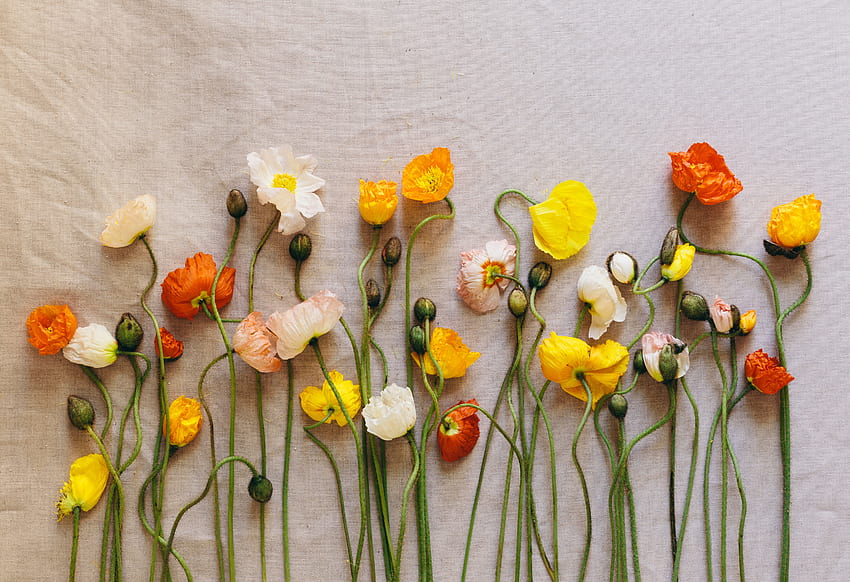 Flowers, Poppies, Herbarium HD wallpaper
