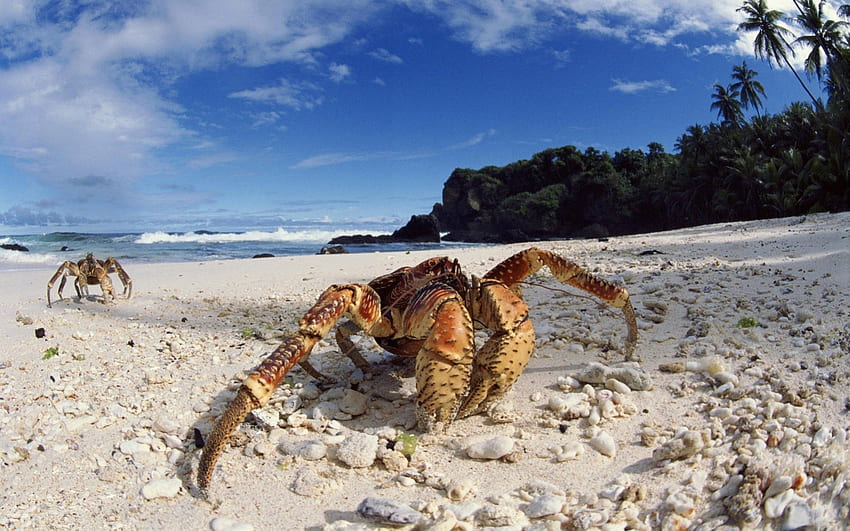 Crab, other, nature, entertainment, beaches HD wallpaper