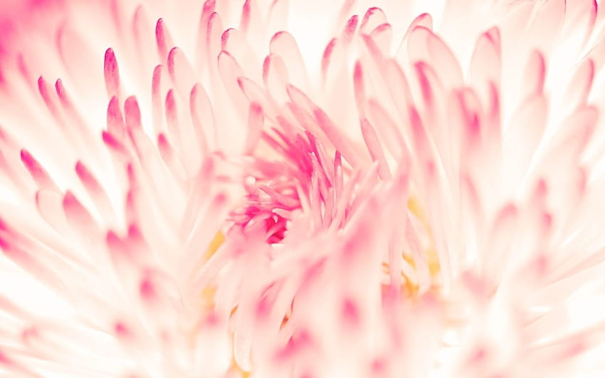 Spring Daisy Flower MacBook Air, Floral MacBook HD wallpaper