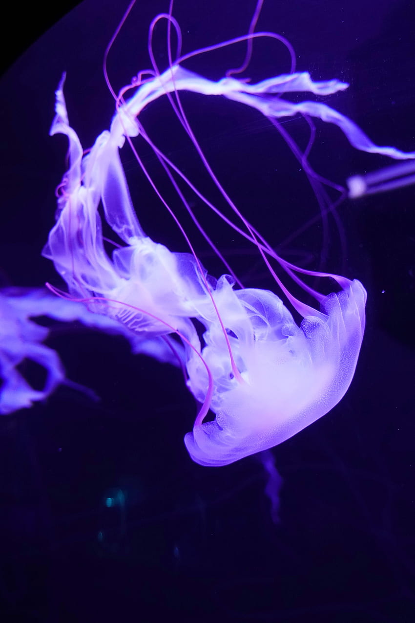 สัตว์ ไลแลค แมงกะพรุน ว่ายน้ำ โลกใต้ทะเล หนวด วอลล์เปเปอร์โทรศัพท์ HD