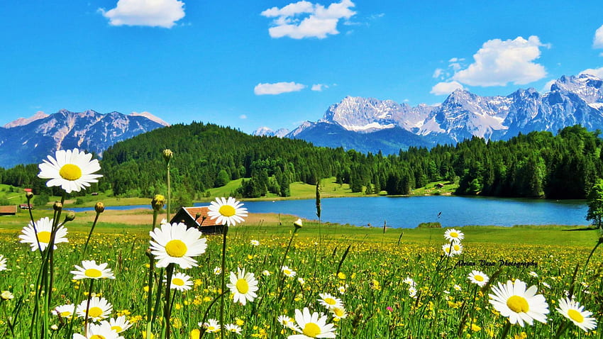 Lake Geroldsee, Bavarian Alps, clouds, germany, Flowers, landscape, sky, meadow, Chamomille, mountains HD wallpaper