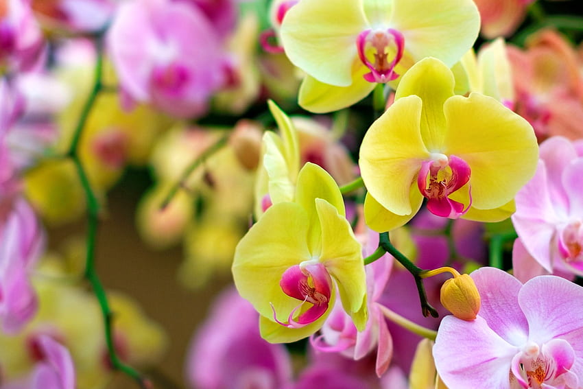 Орхидеи, цветни, розови, жълти, красиви, цветя, аромат, аромат HD тапет
