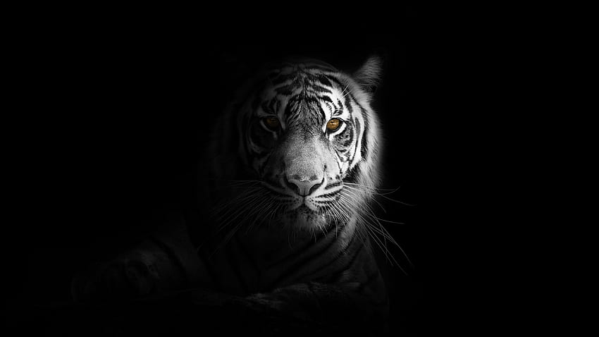 Retrato, minimalista, tigre blanco, oscuro, U 16:9, ancha, 3840x2160 oscuro fondo de pantalla