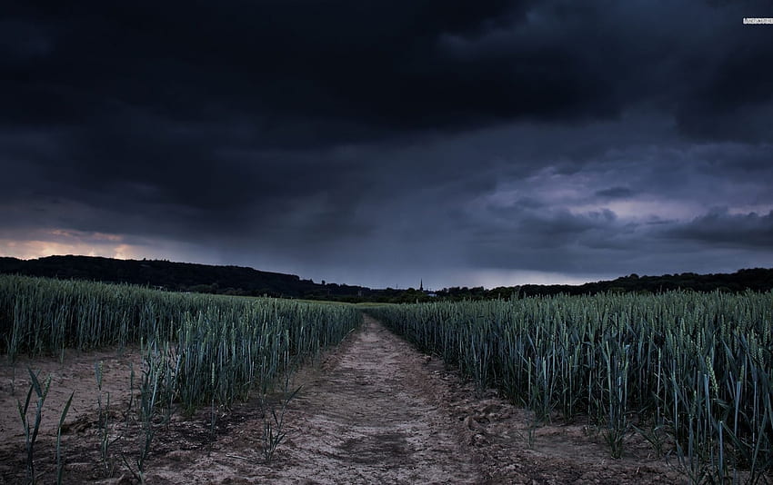 Cielo tempestoso del percorso del campo di grano. Azione del cielo tempestoso del percorso del campo di grano Sfondo HD