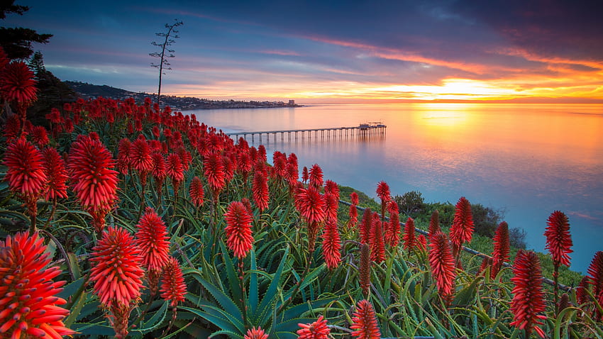 Coastal Sunset at San Diego, California, sea, blossoms, coast, clouds, sky, flowers, water, reflections, usa HD wallpaper