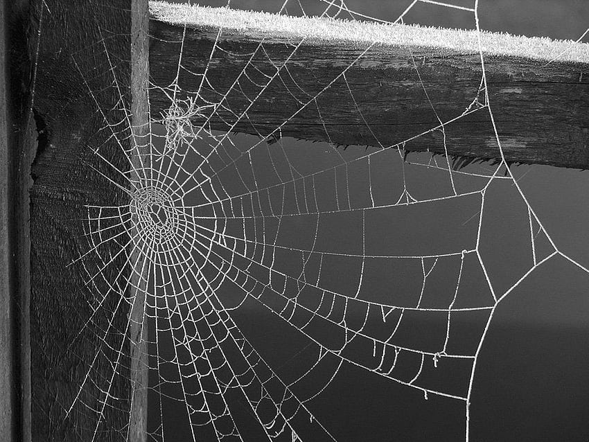 Spider Web and Background, Black Spider Web HD wallpaper