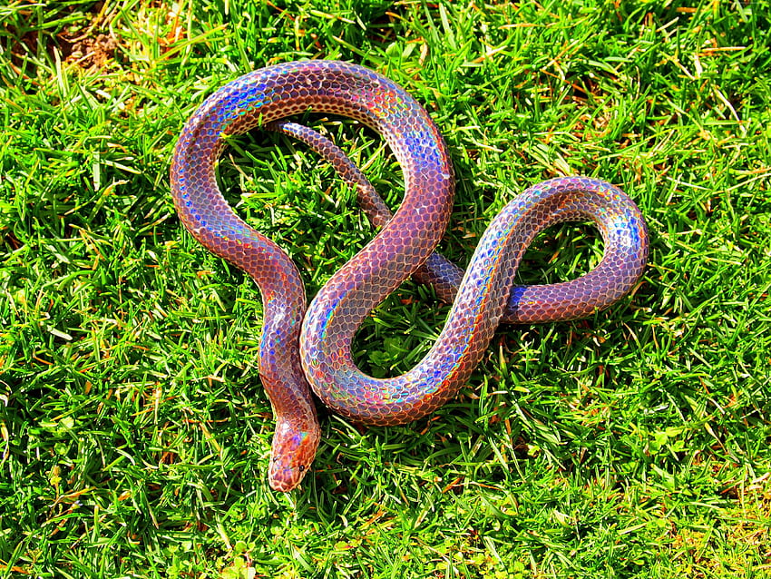 낮 동안 녹색 잔디에 분홍색과 보라색 뱀 HD 월페이퍼