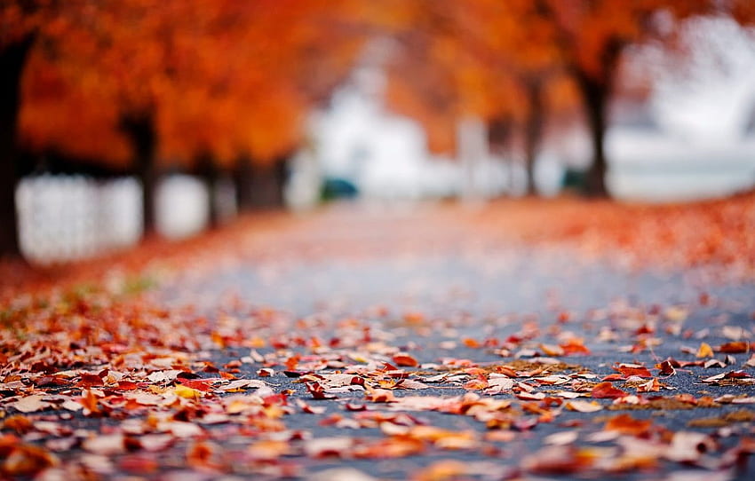 jalan, musim gugur, aspal, daun, makro, pohon, latar belakang, DSLR Blur Wallpaper HD
