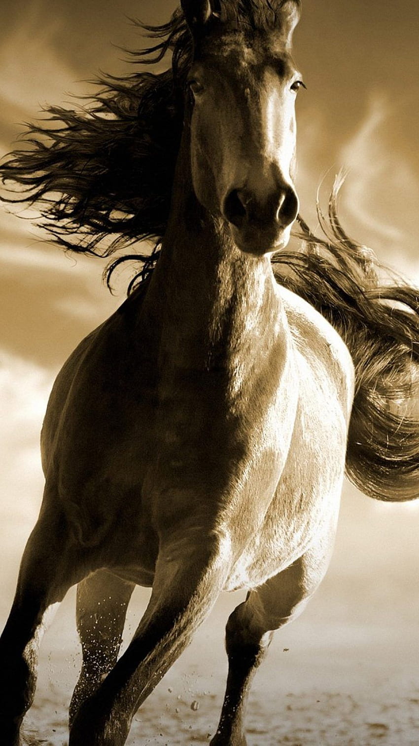 ランニングホースモービル。 馬, 走る馬, 馬 HD電話の壁紙