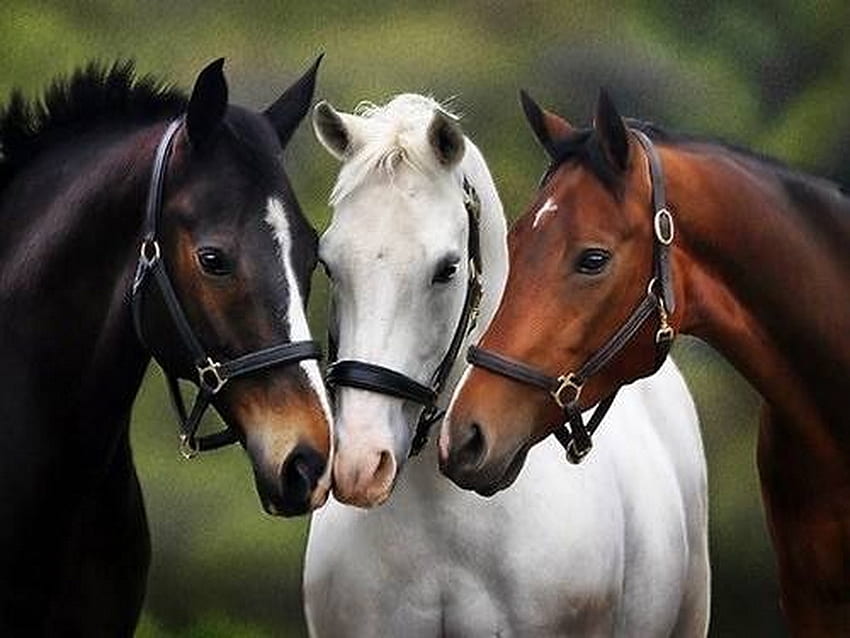 Equine trio, horses, white, black, brown, three HD wallpaper