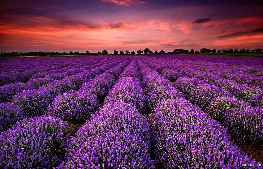 Gorgeous Lavender Fields - Lavender HD wallpaper