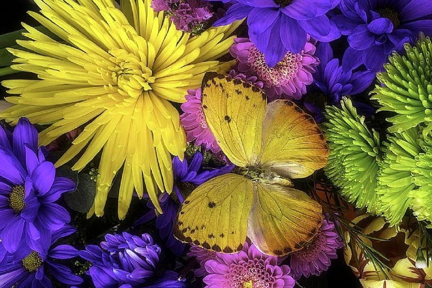 Motyl na bukiecie, miłość cztery pory roku, motyl, grafika, żółty, wzory motyli, natura, kwiaty, urocza martwa natura Tapeta HD