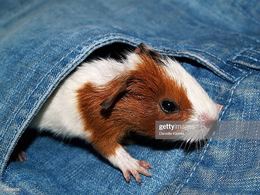 Tiny Baby Guinea Pig In Pocket High Res Stock Getty HD wallpaper