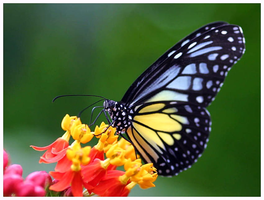 Blue and yellow butterfly, blue, black, butterfly, yellow, flower, red HD wallpaper