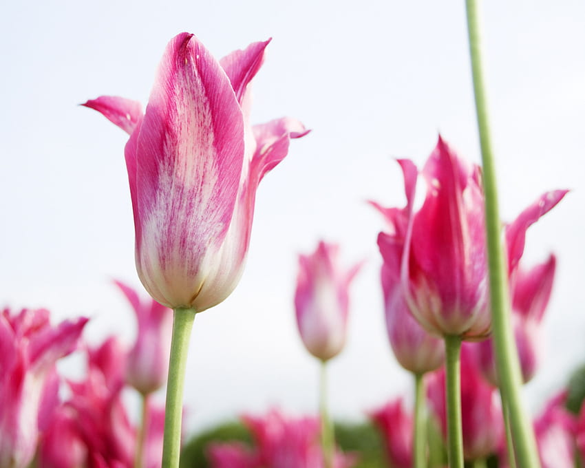 Pink tulip, tulip, pink, nature, flower HD wallpaper