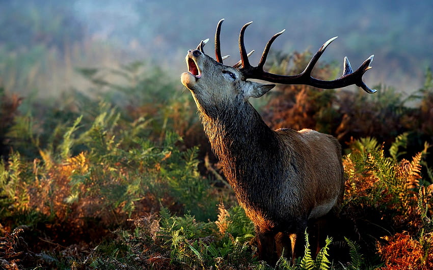 Buck Calls For A Date, Forest, Brown, Buck, Trees, Deer HD wallpaper
