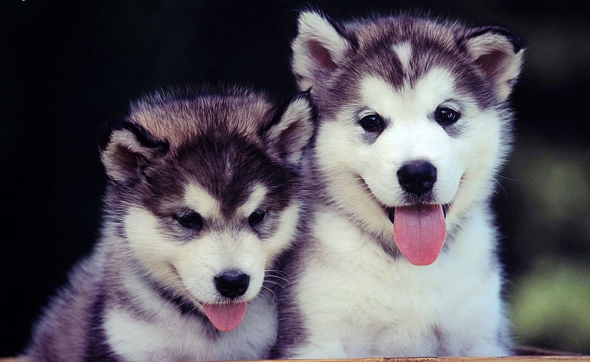 Animals, Dogs, Couple, Pair, Muzzle, Blue Eyed, Blue-Eyed, Puppies, Cute HD wallpaper