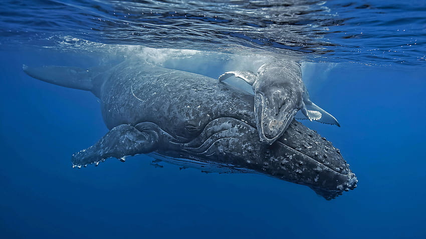 A whale of a hug, Humpback Whale HD wallpaper