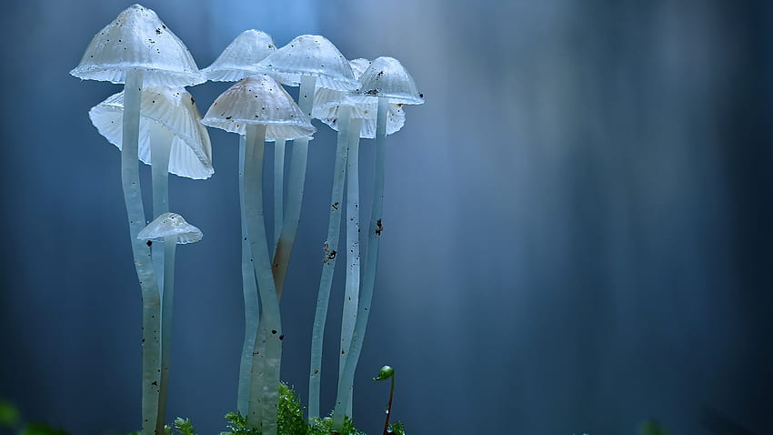 Mushrooms, nature, toadstool, mushroom, fungus HD wallpaper