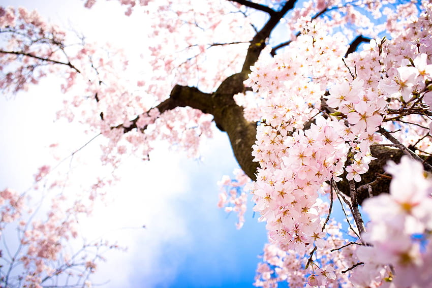 Cherry Blossom Tree Painting Wp6004330 Live HD wallpaper