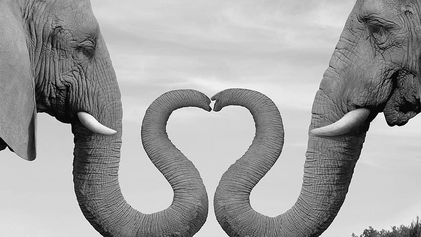 Verliebte Elefanten PC und Mac, Aztekischer Elefant HD-Hintergrundbild
