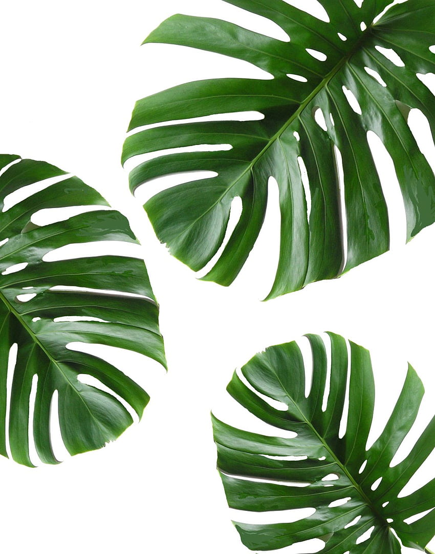열대 잎 인쇄 가능한 아트 Monstera는 열대 잎을 남깁니다. 엣시. 녹색 벽 장식, 월 아트 캔버스 페인팅, 식물 HD 전화 배경 화면