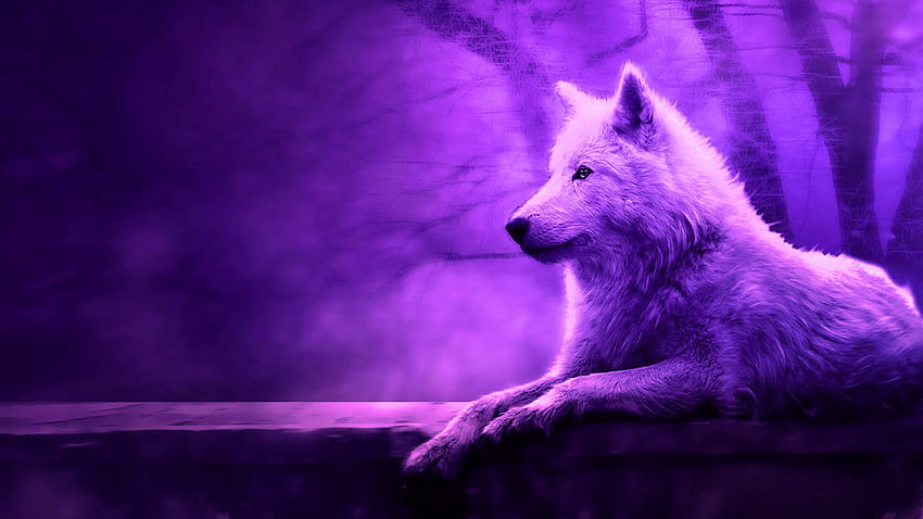 Cool purple wolf HD wallpapers | Pxfuel