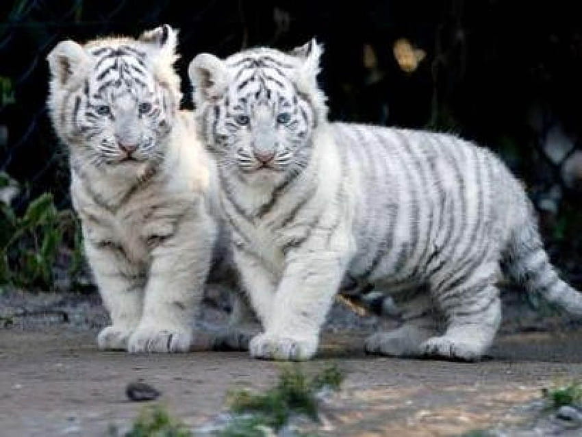 baby white tiger, Cute Tiger HD wallpaper