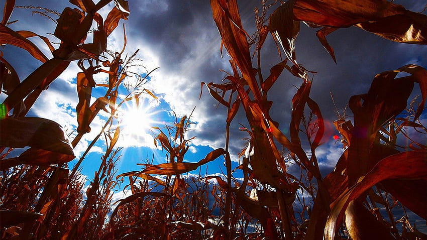 Blick zum Himmel von einem Maisfeld, Mais, Feld, Wolken, Himmel, Sonne HD-Hintergrundbild